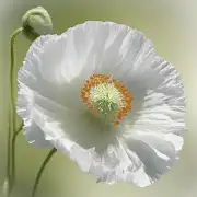 为什么白色的罂粟花被视为象征性的花朵?