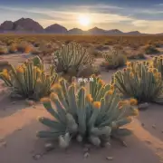 什么是能够在沙漠中存活下来的植物?