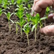 对于幼苗来说土壤是否是必须的呢?