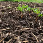 马蹄莲喜欢湿润肥沃土壤吗?