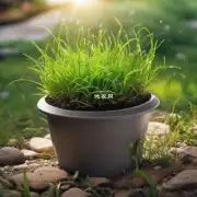 垂盆草对光线的要求如何?需要什么样的光照条件才能生长良好?
