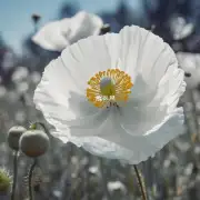 白色罂粟花代表什么主题或含义?