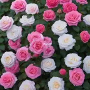 应该如何防治霜霉病和其他疾病对玫瑰花生长的不良影响?