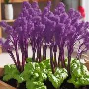 如何在室内环境下种植紫背菜?