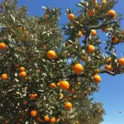 盆栽橘子树为什么会落叶枯萎甚至死亡呢?