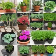 哪种植物最适合在温度高的情况下进行种植?