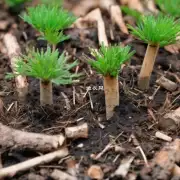五根钉子如何使用五根钉子固定枯树桩和小型植物?