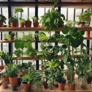 哪些是常见的室内植物?