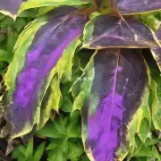 如何防止紫背菜叶片枯萎或变黄?
