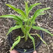 这种植物有多长可以生长?