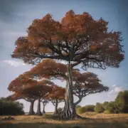 铁树有多种不同的形式吗?