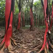 斯里兰卡红橡皮树属于什么科属族?