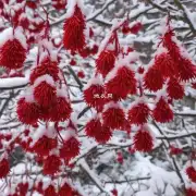 哪些花在冬天是红色的?