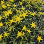 满天星叶尖枯黄是植物病害的一种吗?