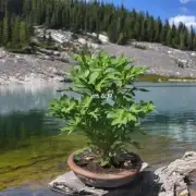 湖北山上的盆栽植物是否具有观赏价值?