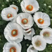 白色罂粟花作为一种花卉它还有哪些特点值得一提呢?