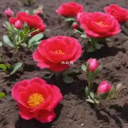 为什么要选择合适的土壤培养海棠花?