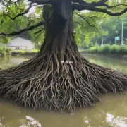 露娜莲的根部是否需要定期浸泡在水中才能正常生长?