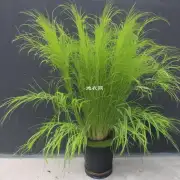 为什么孔雀草不适合在室内种植?