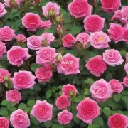 如何管理并防治病虫害对盆栽玫瑰花的影响?