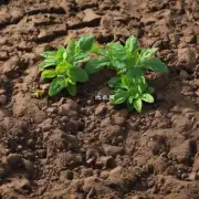 如何判断土壤是否干燥或过湿以便正确浇水?