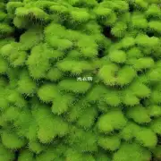 使用何种方法可以在盆栽上喷洒苔藓并使其附着?
