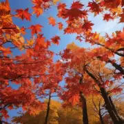 秋天到了枫叶变成了火红金黄和橙色那是多么美丽的景色啊那一朵花如此迷人吗?