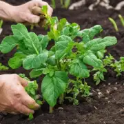 如何正确使用肥料以避免对盆栽木槿花园里的根系的损伤吗?