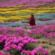 西藏的七里香与西藏的其他花卉有什么不同之处吗?