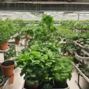 夏季的温度高是种植时长多还是短时间间隔更佳?6在室内放置盆栽如何保护植物免受高温伤害呢?