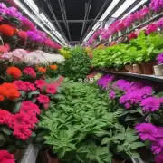 室内花卉施什么成品肥可以增加营养素?