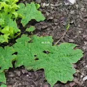 露娜莲的叶子是否应该经常擦拭或喷洒水分来促进植物的生长?