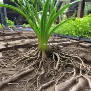植物根系为什么需要经常浇水?