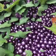什么时候开始种植紫珍珠的叶插?