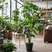 适合环境的问题在室内或室外环境下种植什么样的植物比较适合?