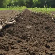 如何保持土壤湿润并防止根部干燥的情况发生?