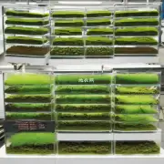 使用何种方法来增加水培苔藓的栽培密度并提高其成长速度?