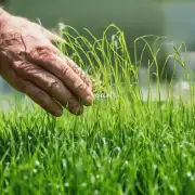 使用硫酸铵或其它含氮化肥可以促进百日草的生长吗?