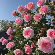 如何为盆栽玫瑰花提供充足的阳光照射?