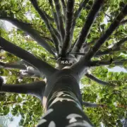 橡皮树是一种什么植物?