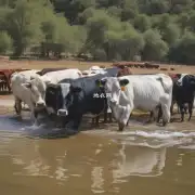 矮牵牛是否需要特别注意浇水量?