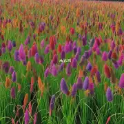 百日草根能长出多种不同颜色和形状的原因是什么?