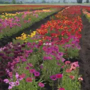 如何确定要使用哪种土来种植花卉?