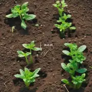 为什么有些土壤对植物有害而有些土壤有益于植物生长?