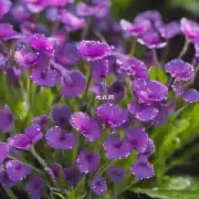 紫露草有哪些种类?