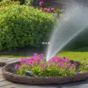 夏季月季什么时候浇水?