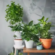 为什么绿萝是常见的室内植物之一呢?