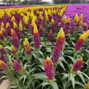 在种植紫金鹃时用何种材料制作紫金鹃的花盆?