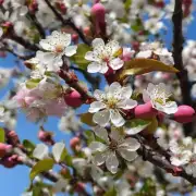 询问梨树一般会在哪些月份开花?