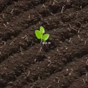 在植物生长期间更换什么样的土壤可以更好地保护和促进植株生长?